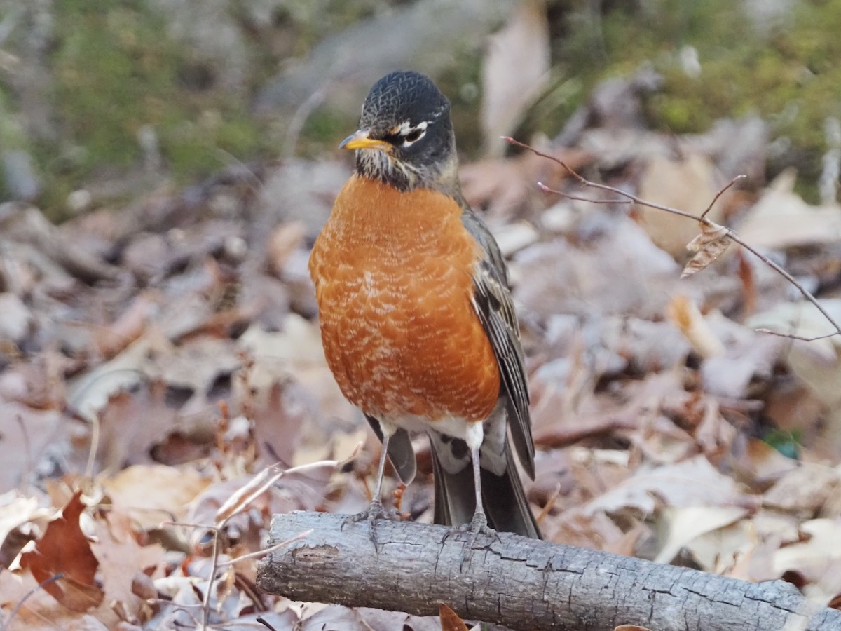 American Robin - ML524881551