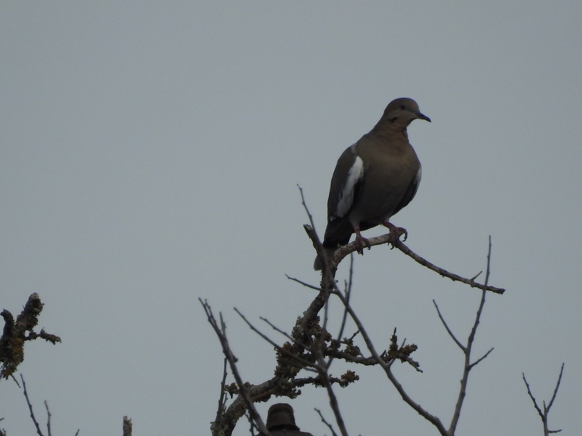 White-winged Dove - ML524881661