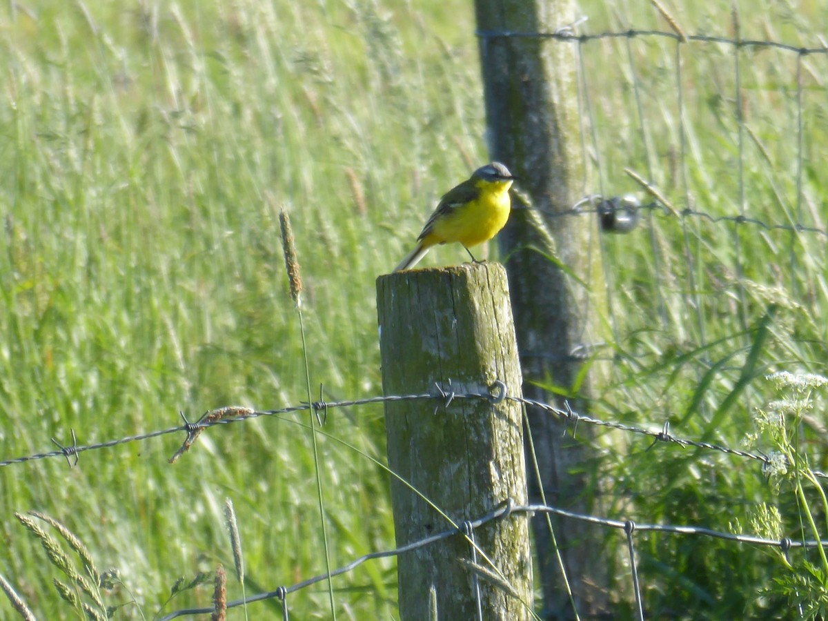 Western Yellow Wagtail - Gert Sikkema