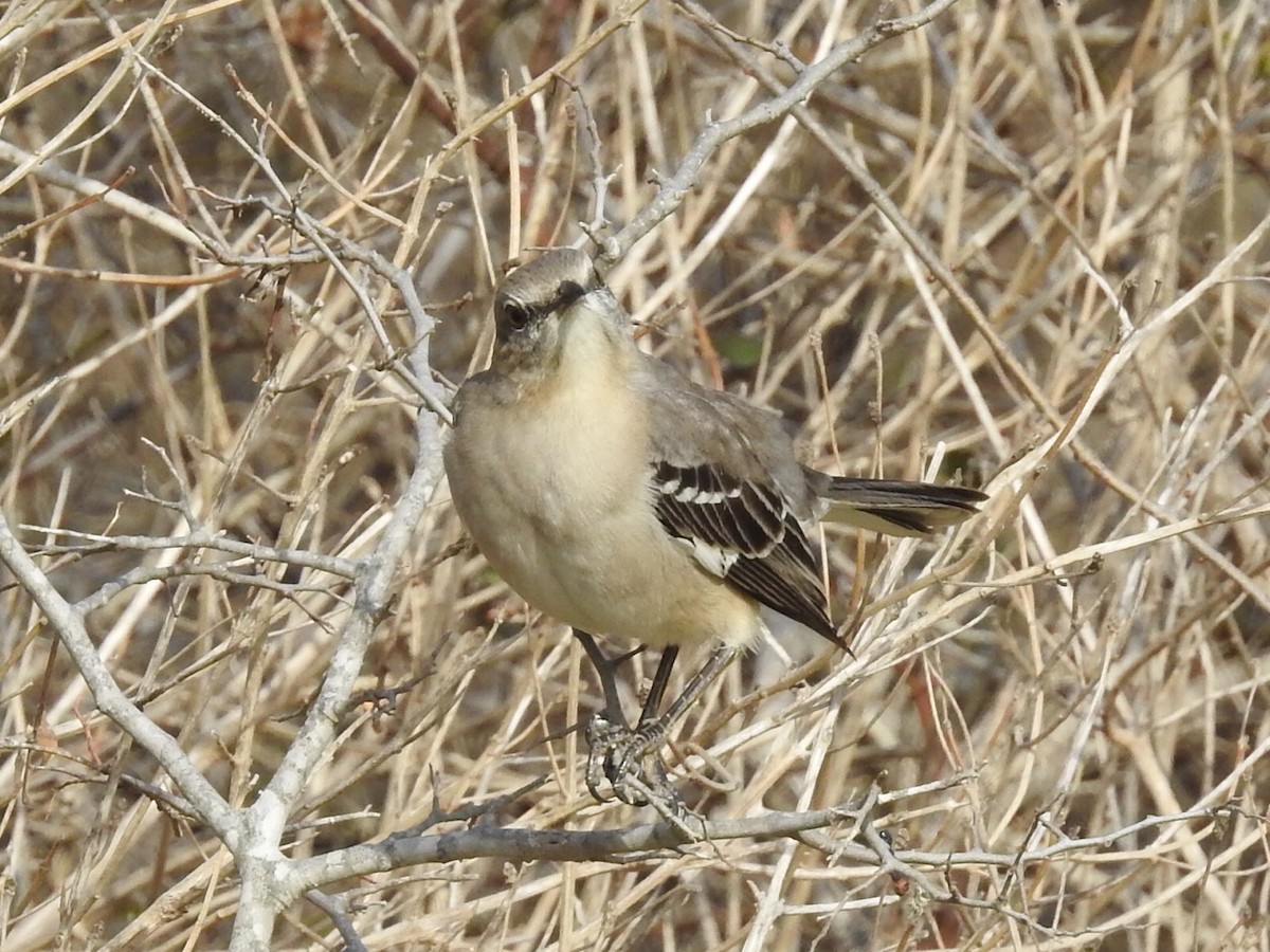 Northern Mockingbird - ML524883441