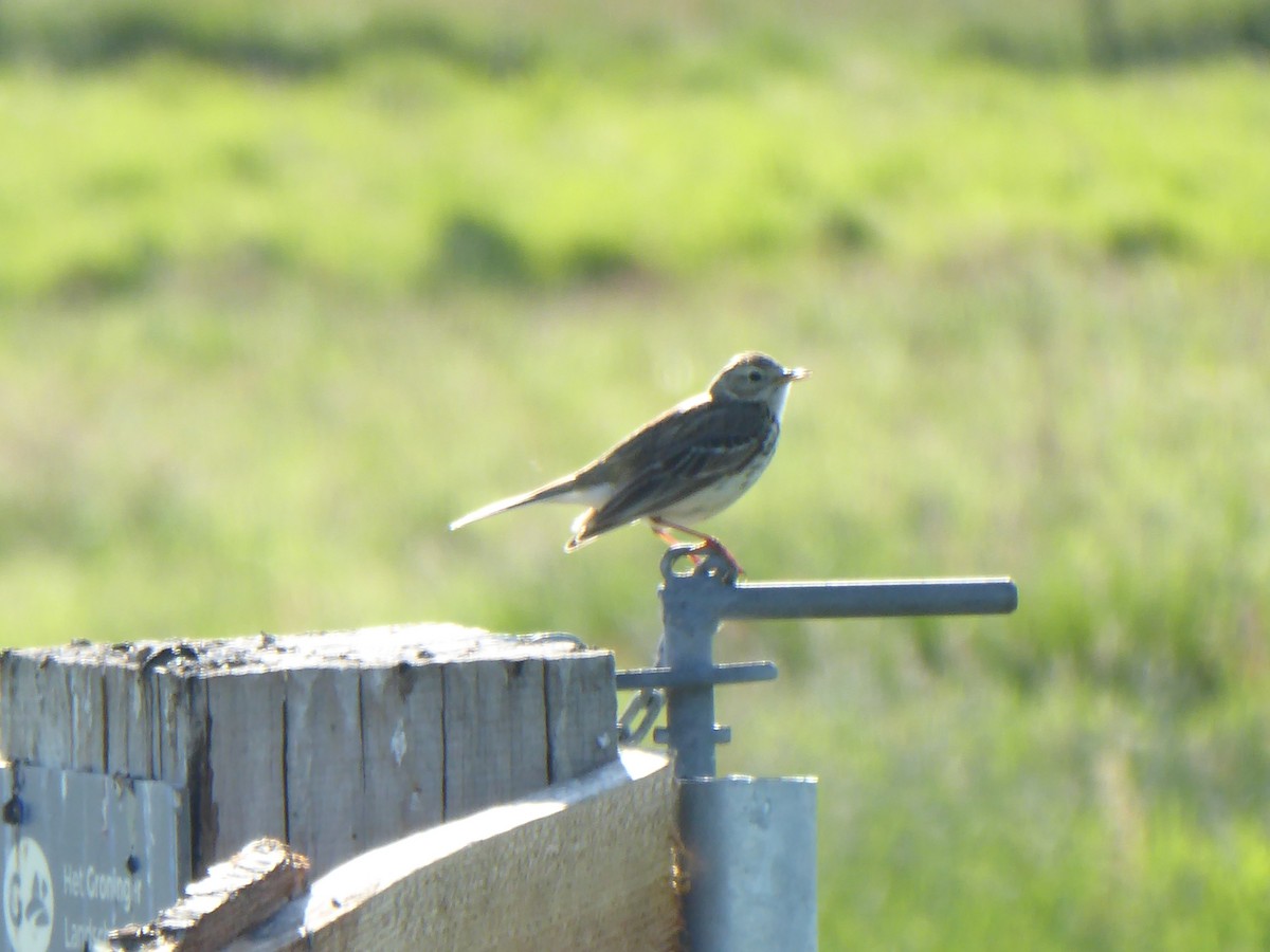 Meadow Pipit - Gert Sikkema