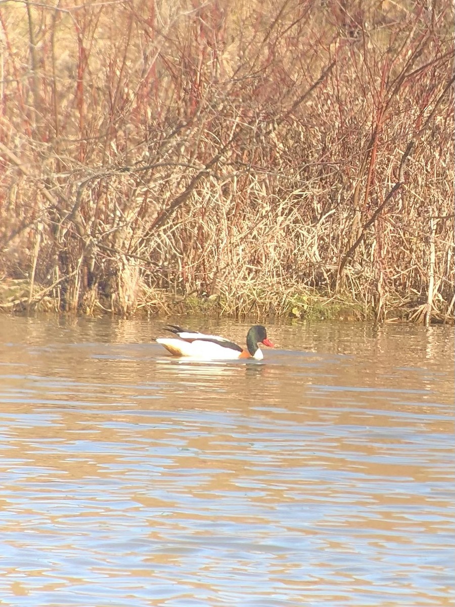 husice liščí - ML524884031