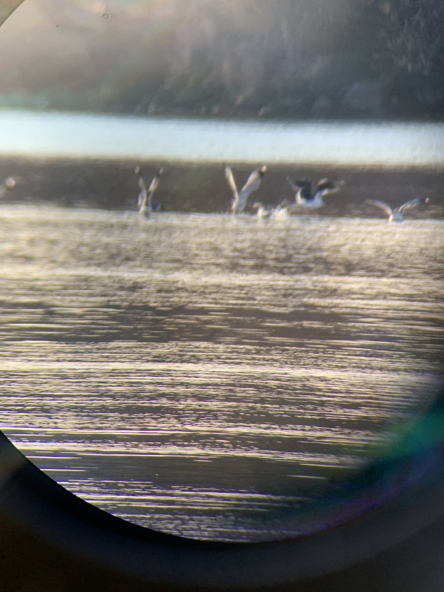 Slaty-backed Gull - Steven Kahl