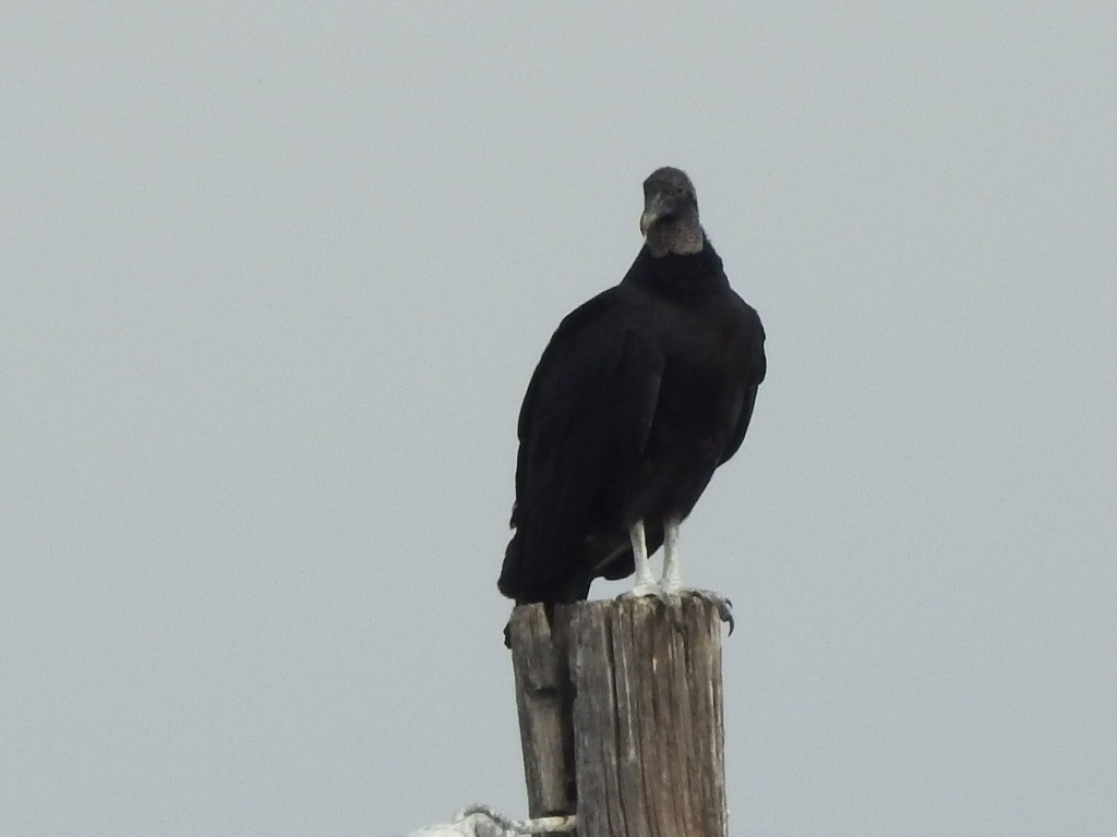 Black Vulture - ML524884851