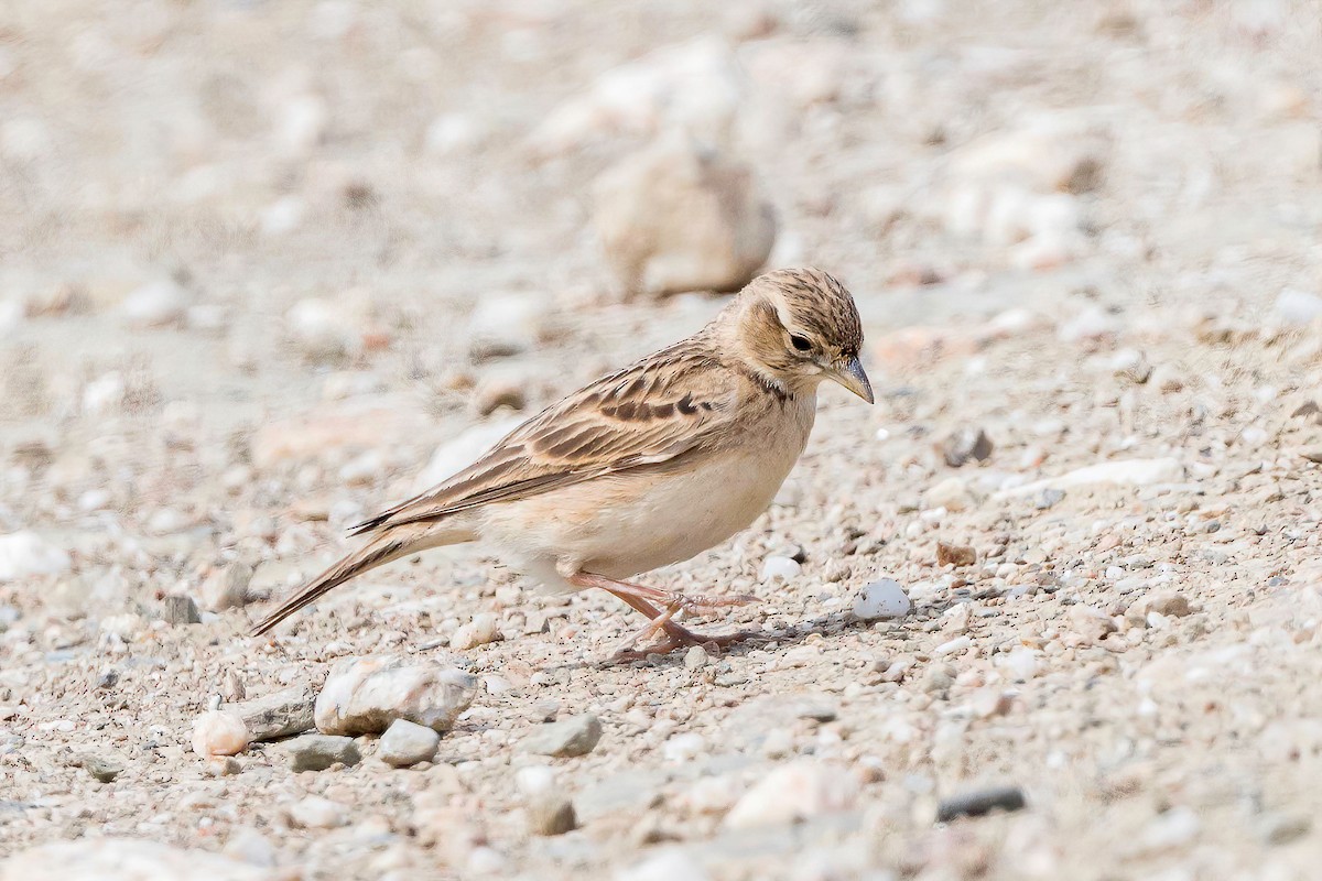 Greater Short-toed Lark - Mac Aragon