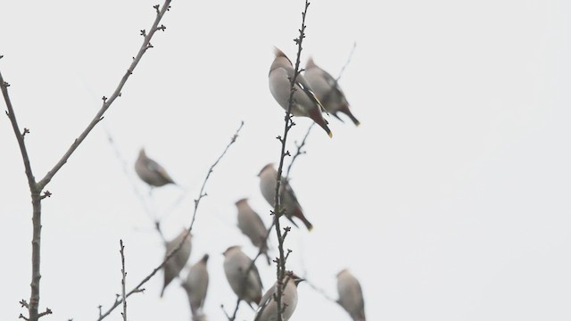 Bohemian Waxwing - ML524886091