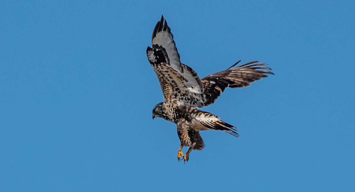 Rough-legged Hawk - Gale VerHague