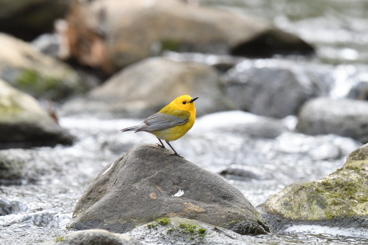 Prothonotary Warbler - ML524887051