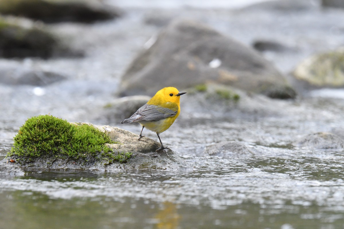 Prothonotary Warbler - ML524887261