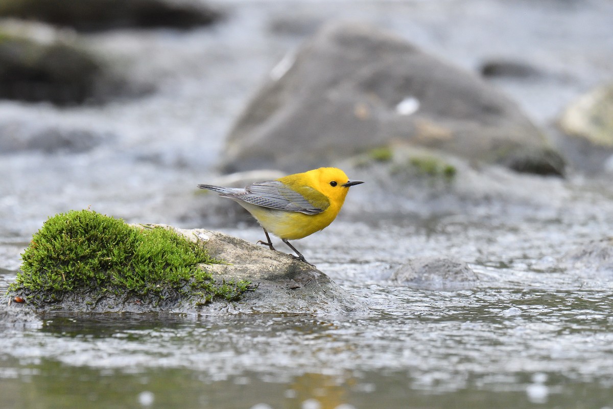 Prothonotary Warbler - ML524887381