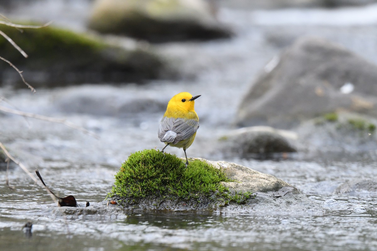 Prothonotary Warbler - ML524887411