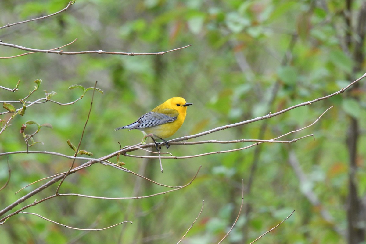 Prothonotary Warbler - ML524887421