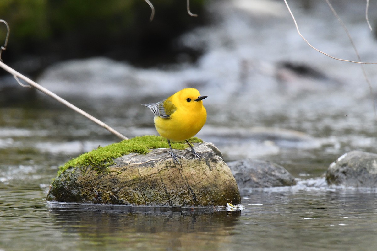 Prothonotary Warbler - ML524887601