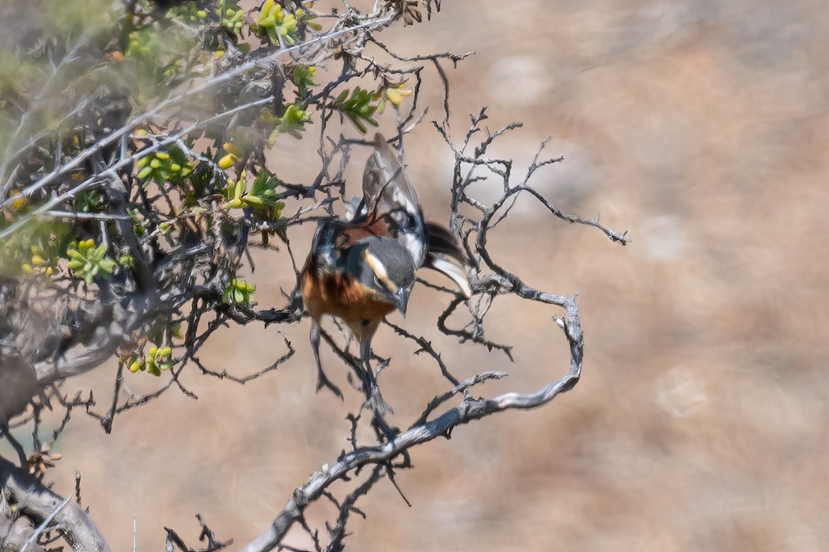 Cinnamon Warbling Finch - ML524887631