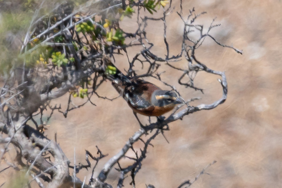 Cinnamon Warbling Finch - ML524887641