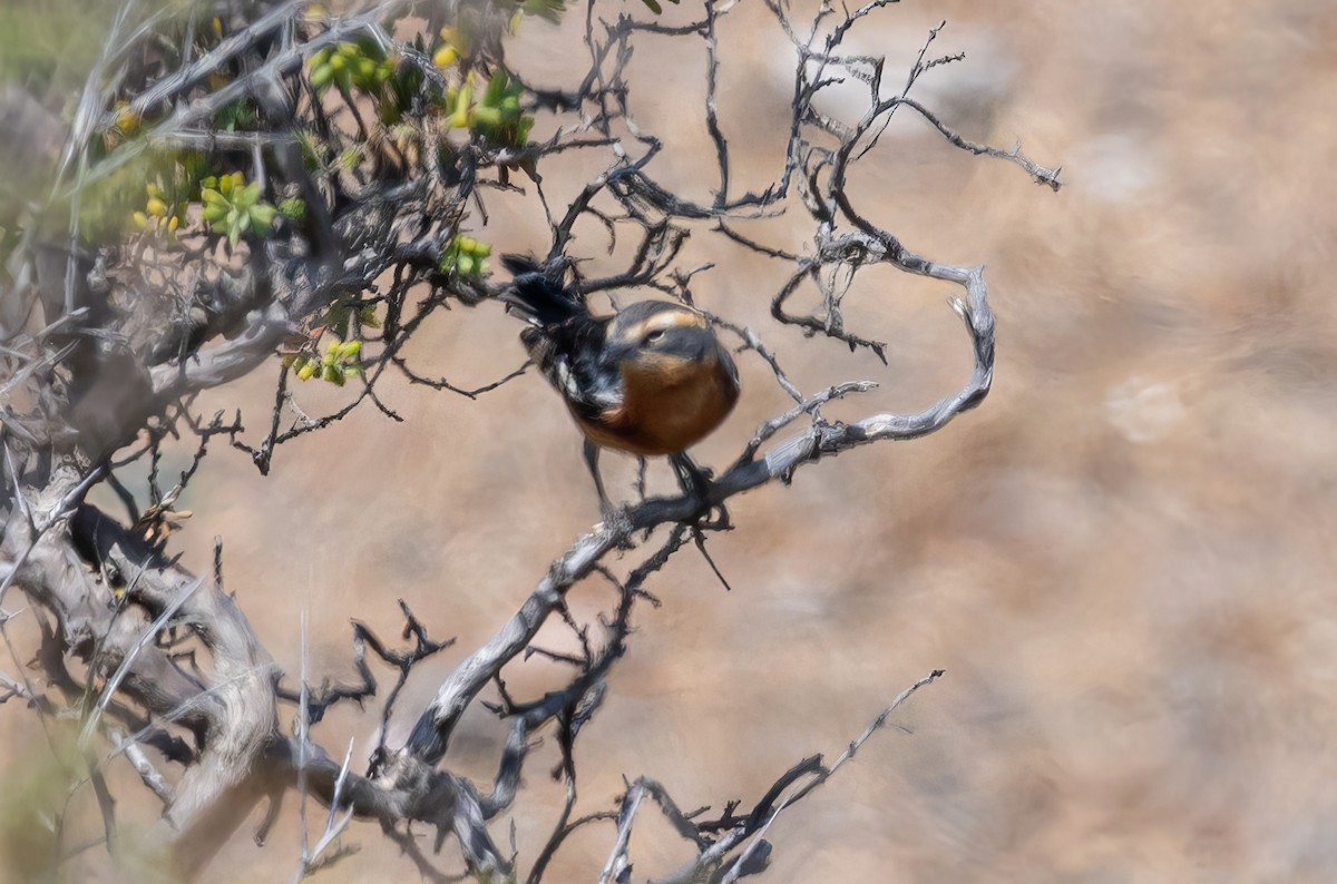 Cinnamon Warbling Finch - ML524887651