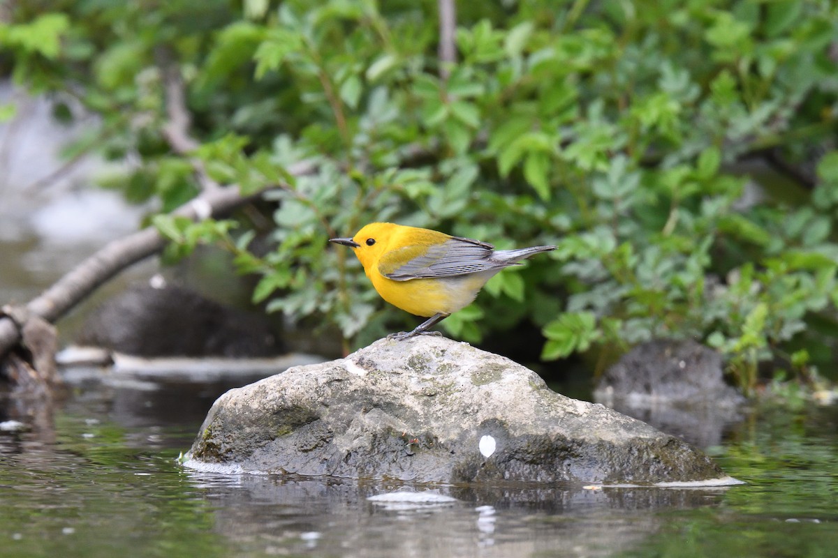 Prothonotary Warbler - ML524887671