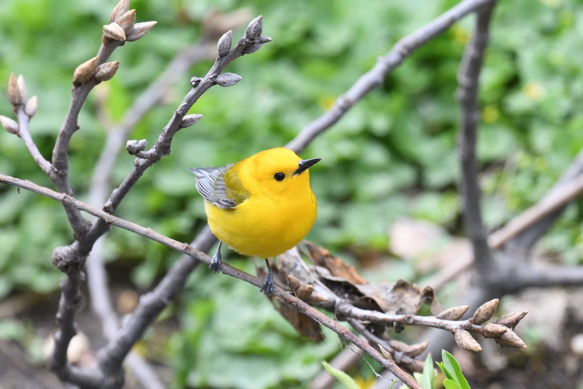 Prothonotary Warbler - ML524887771