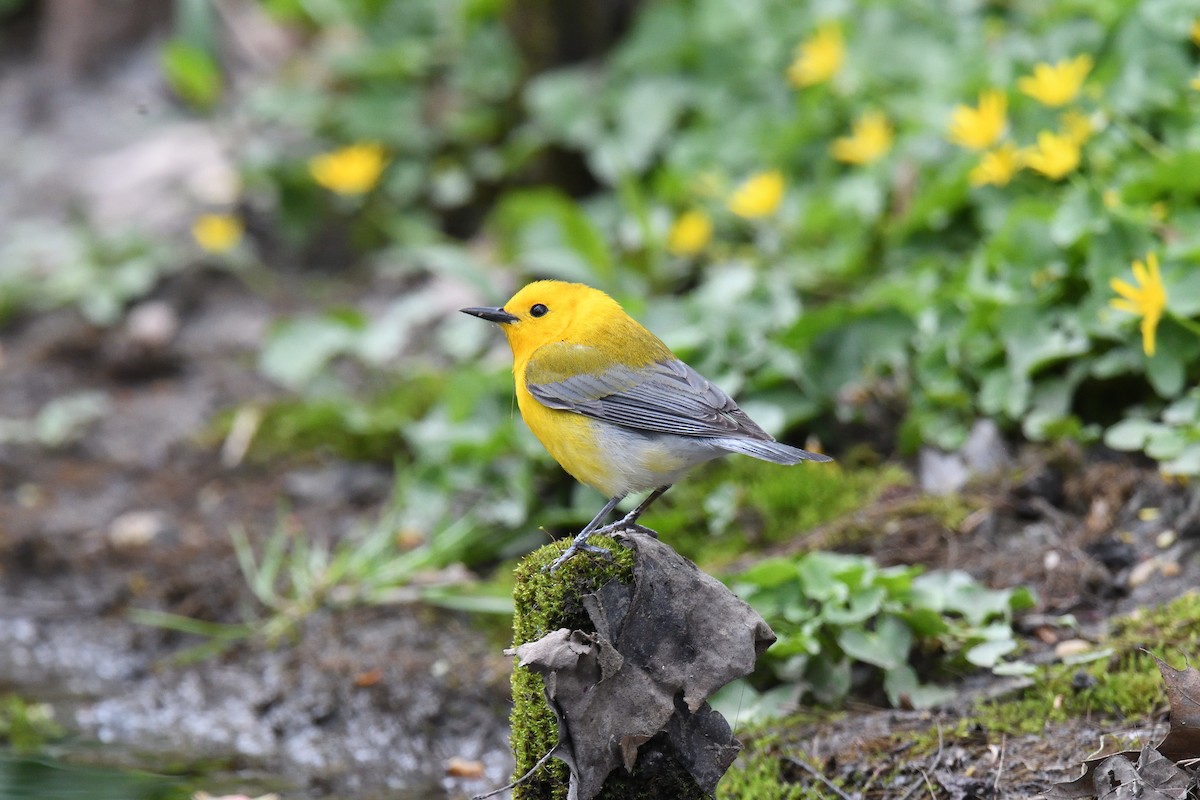 Prothonotary Warbler - ML524887851