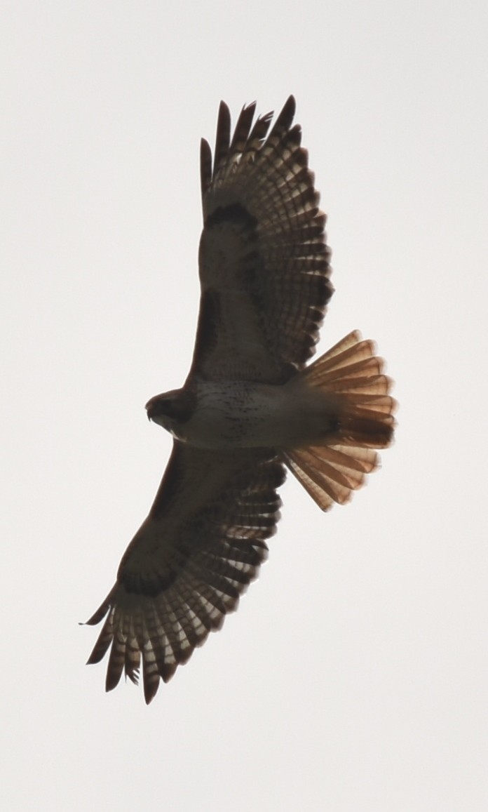 Red-tailed Hawk - William Crain