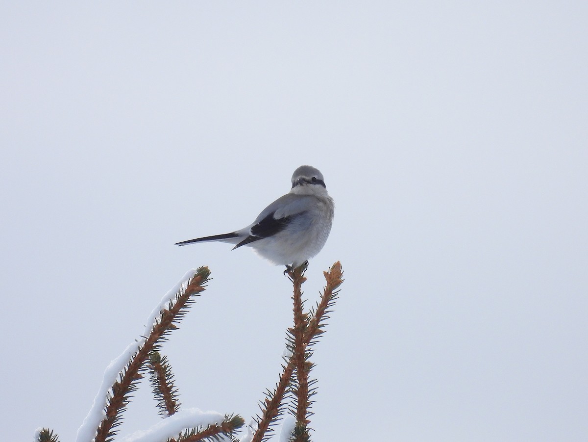 Alcaudón Boreal - ML524888861