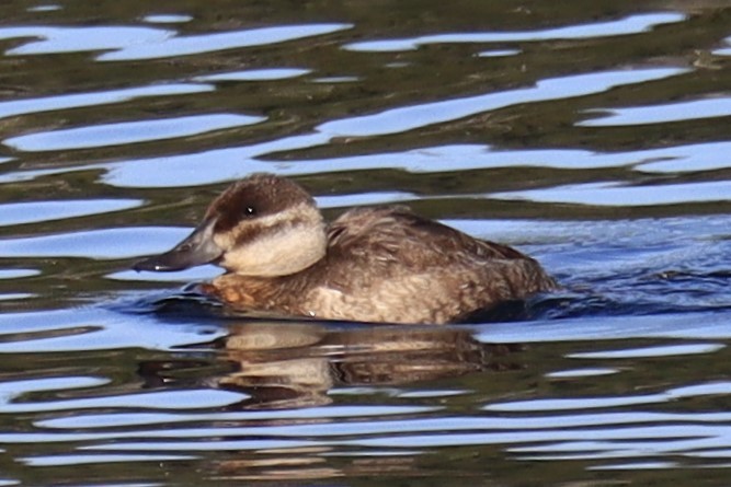 Ruddy Duck - ML524890991