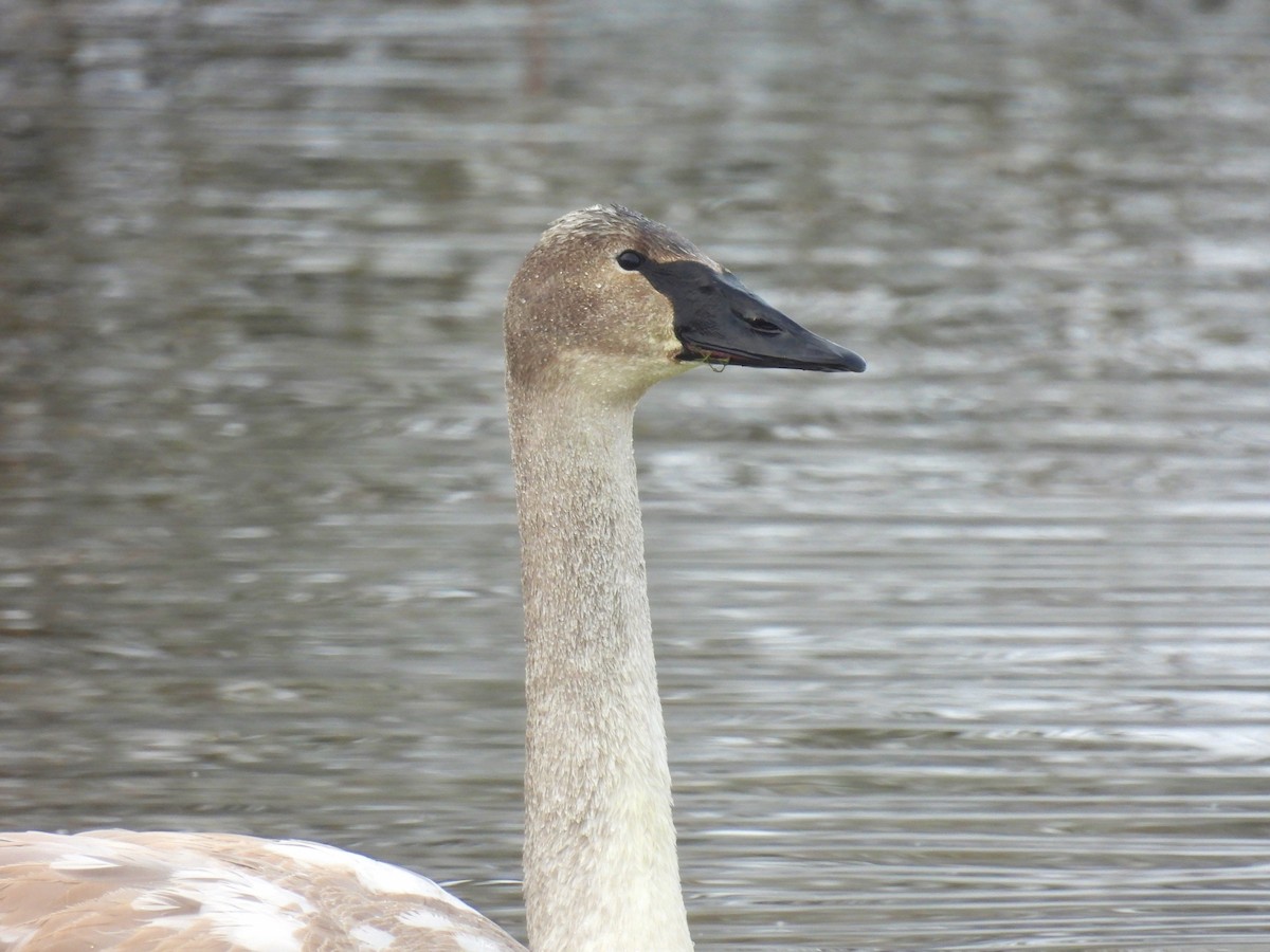 Trumpeter Swan - ML524891011
