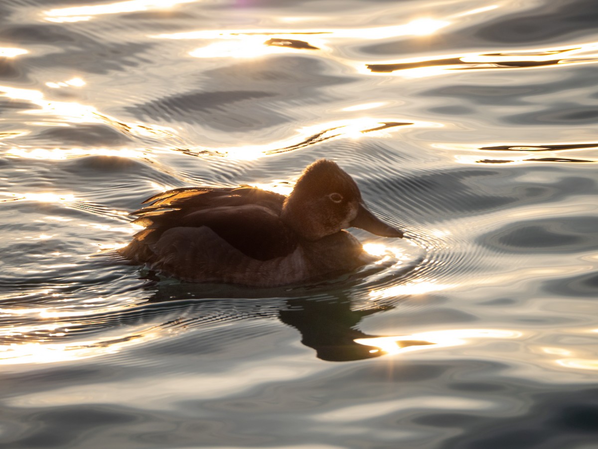 Ring-necked Duck - ML524893161