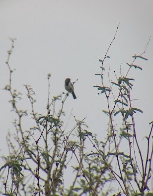 Black-throated Sparrow - ML524893211