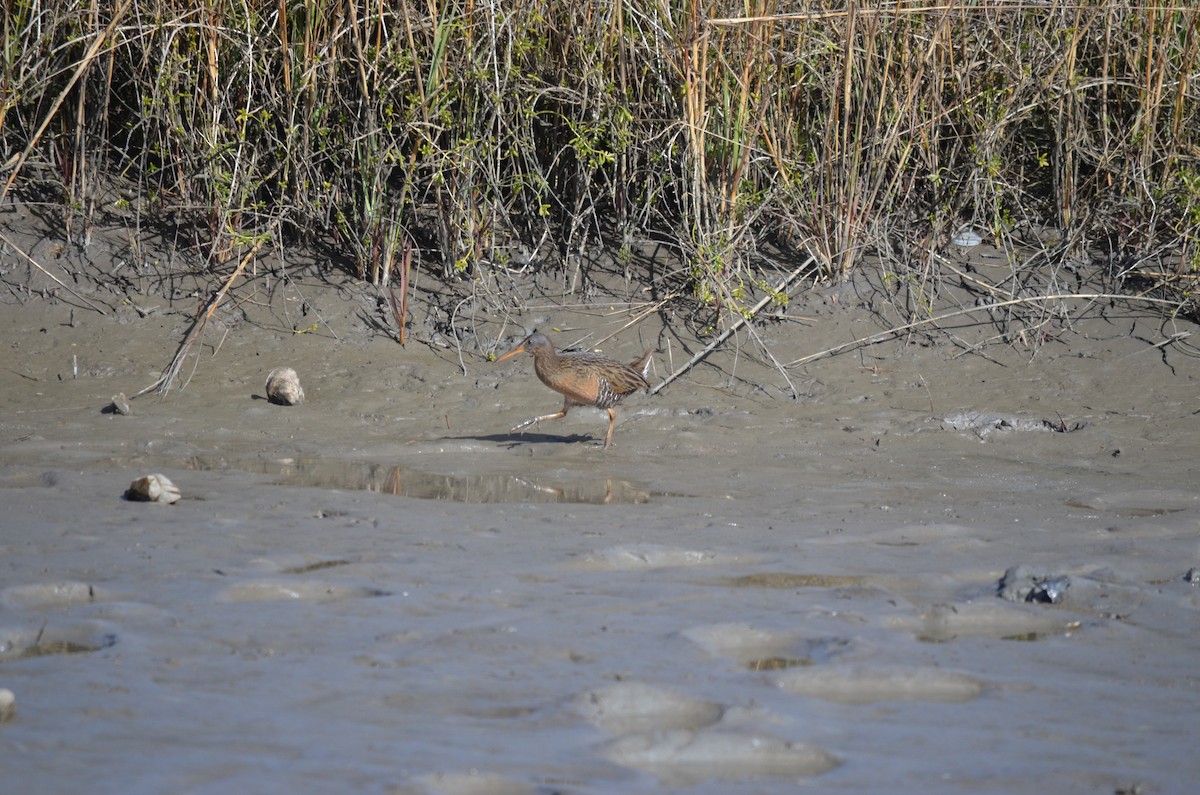 Clapper Rail - ML524894111