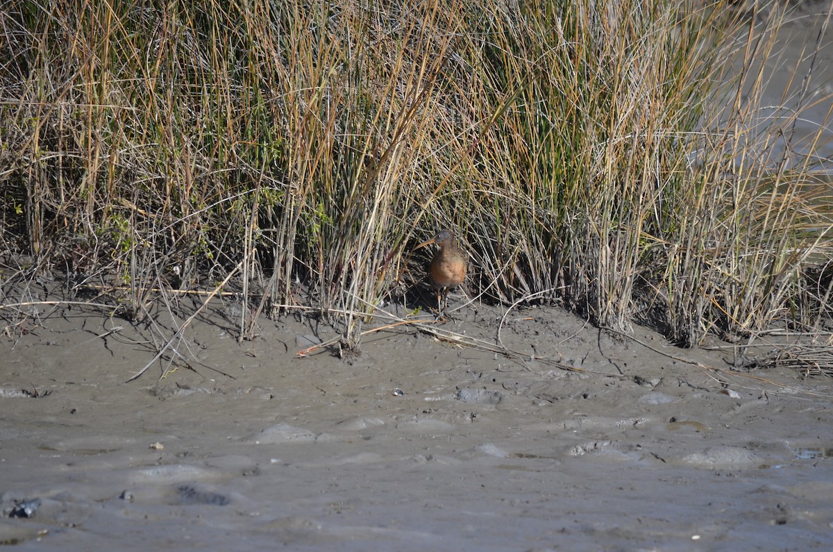 Clapper Rail - ML524894141