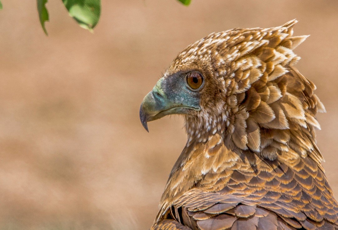 Bateleur - ML524894151