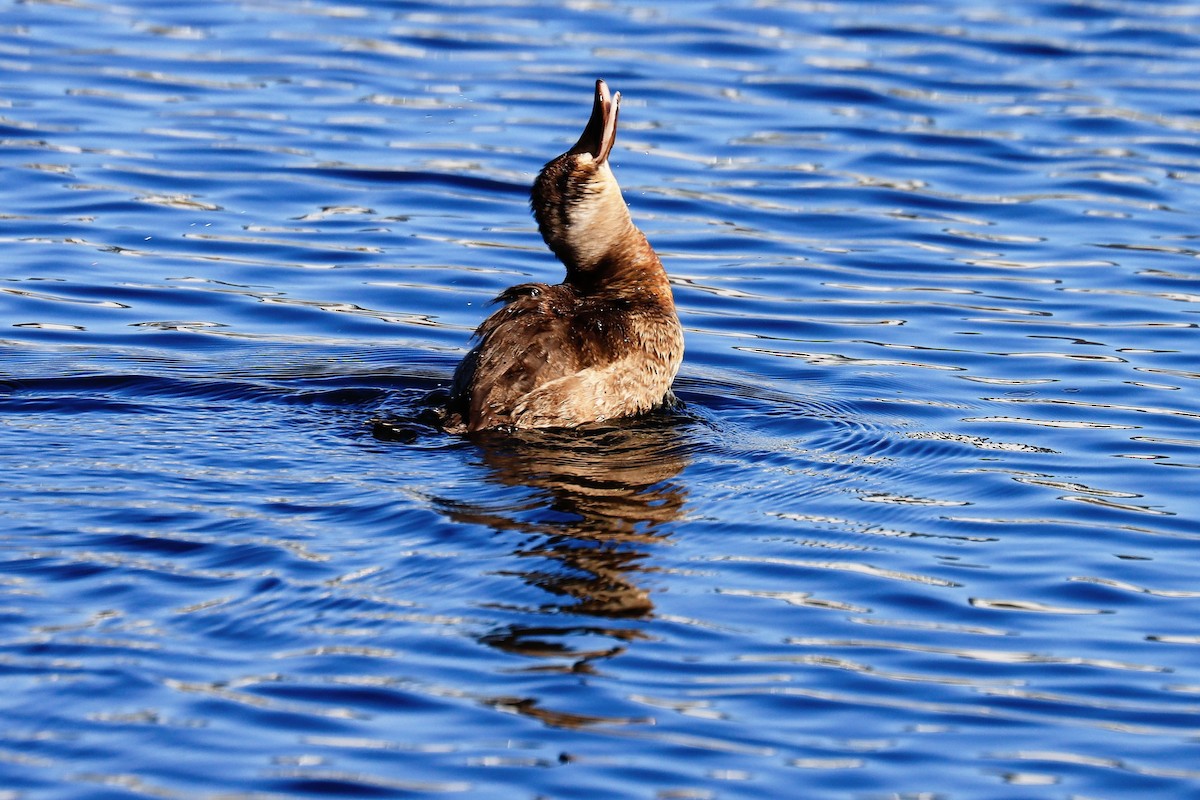 Ruddy Duck - Mary Harrell