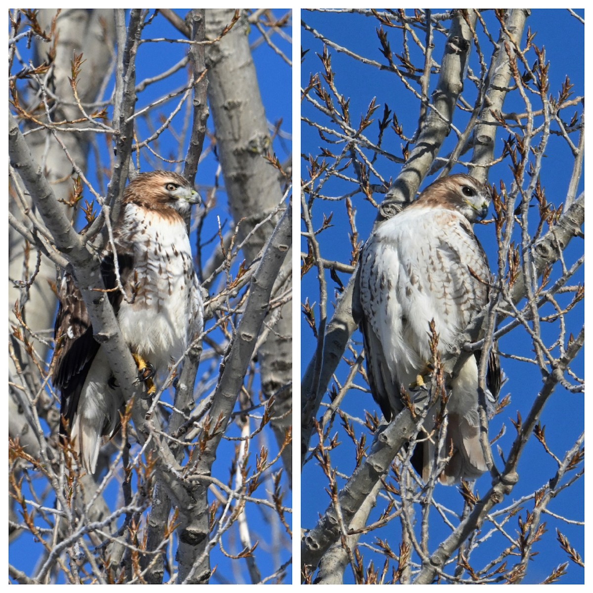Red-tailed Hawk - ML524895091