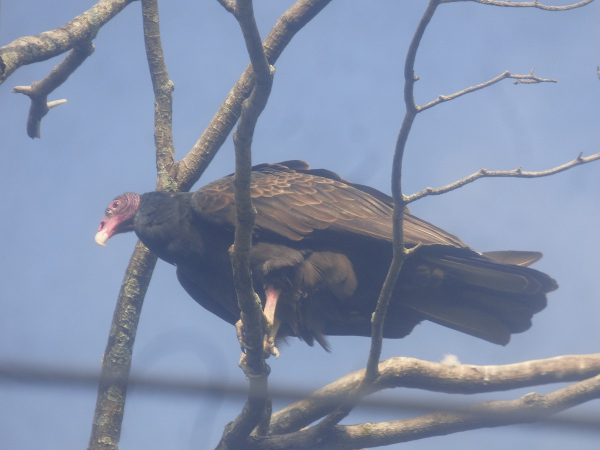 Turkey Vulture - Luis Mieres Bastidas