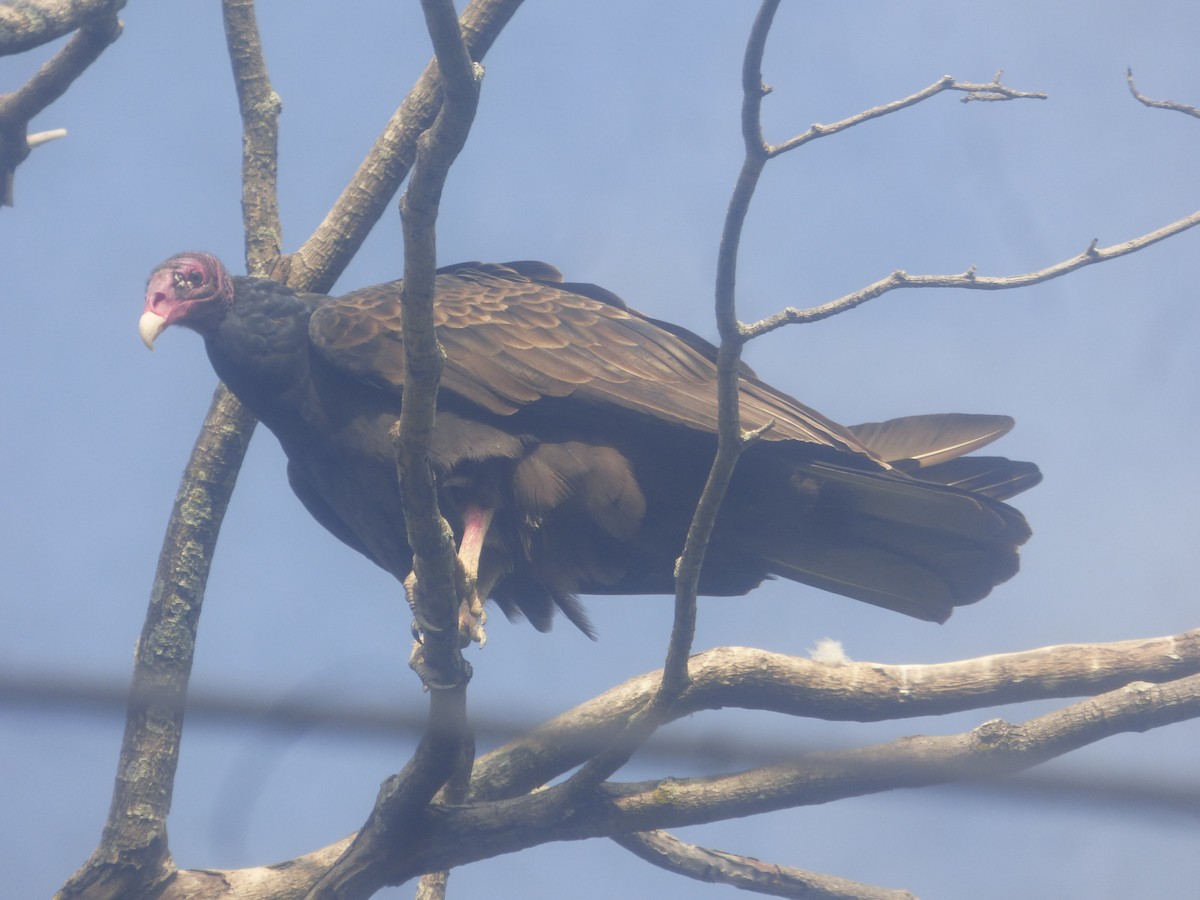 Urubu à tête rouge - ML524896171