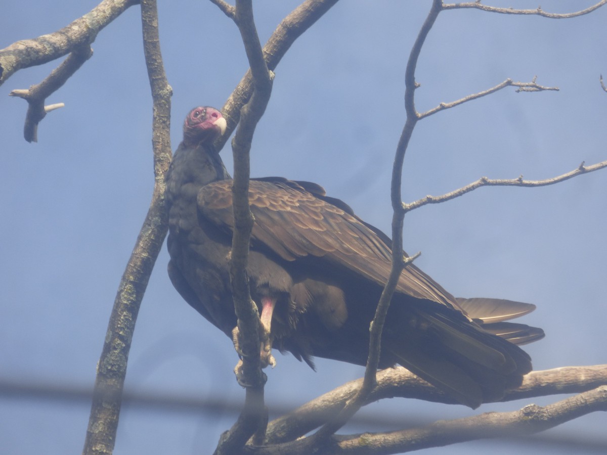 Turkey Vulture - Luis Mieres Bastidas