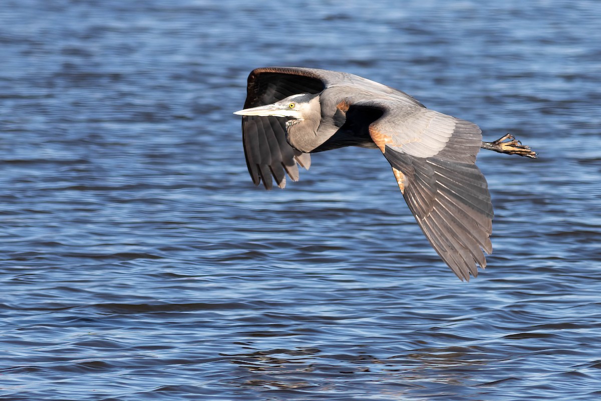 Great Blue Heron - ML524896601