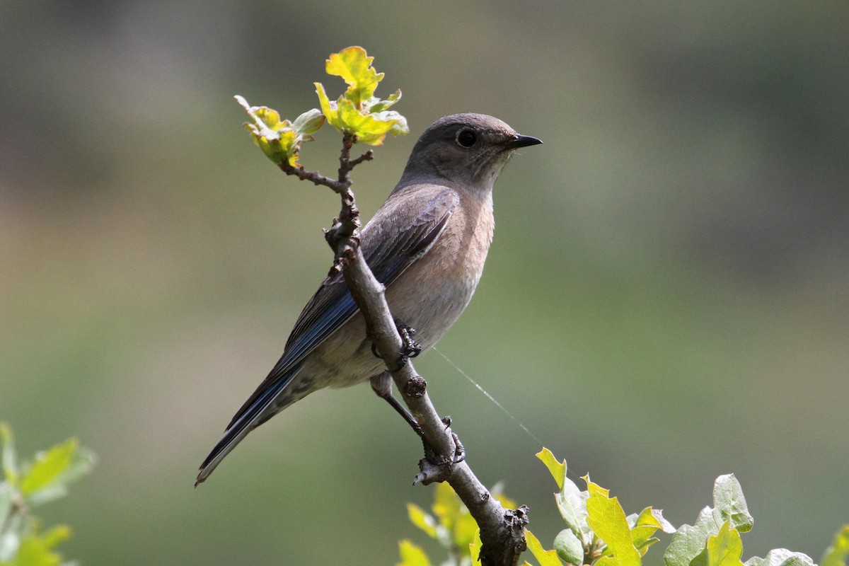 Blaukehl-Hüttensänger - ML52489661