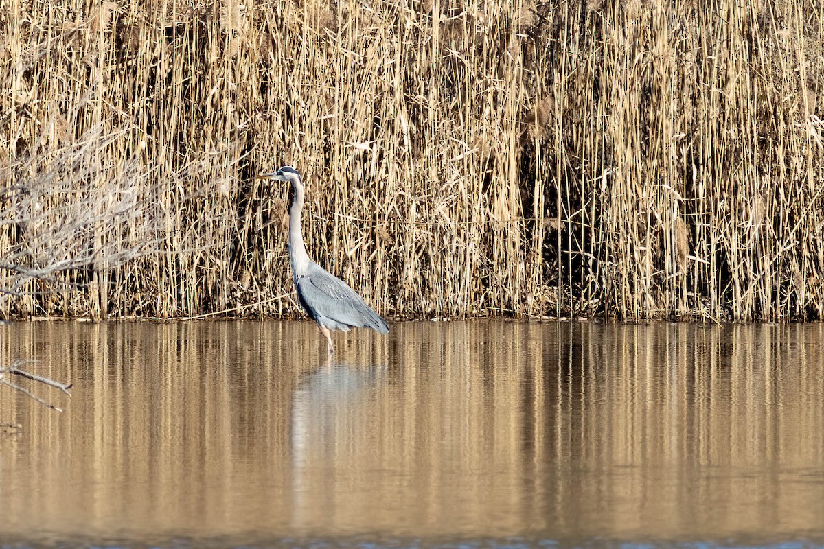 Great Blue Heron - ML524896611