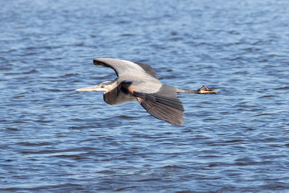 Great Blue Heron - ML524896621