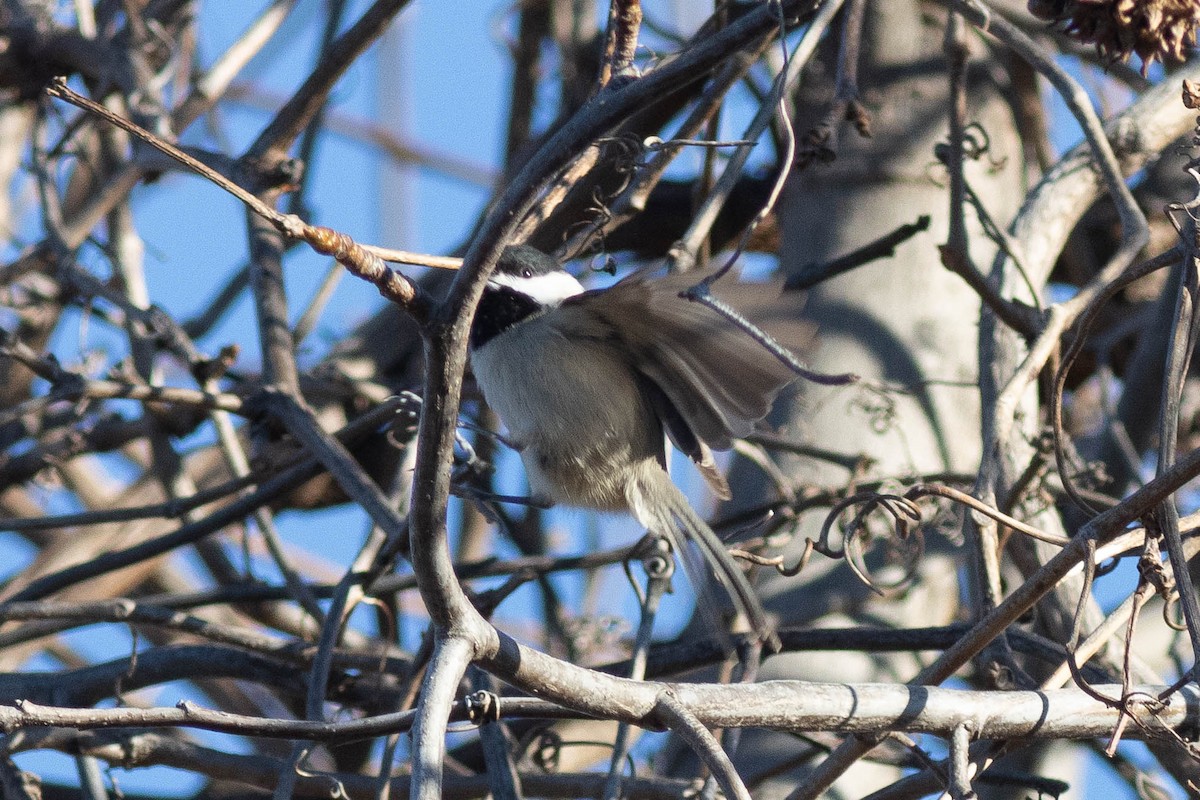 Carolina Chickadee - ML524897101