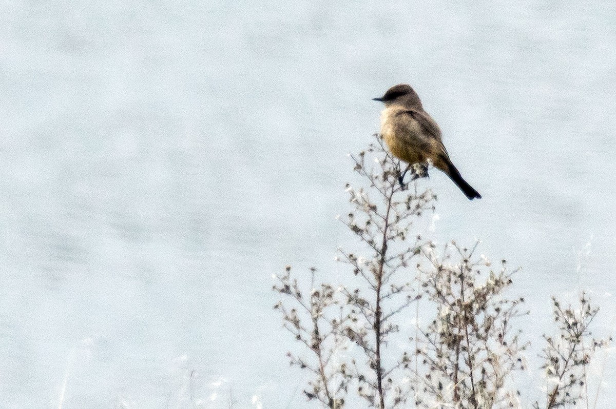 Say's Phoebe - ML52489791