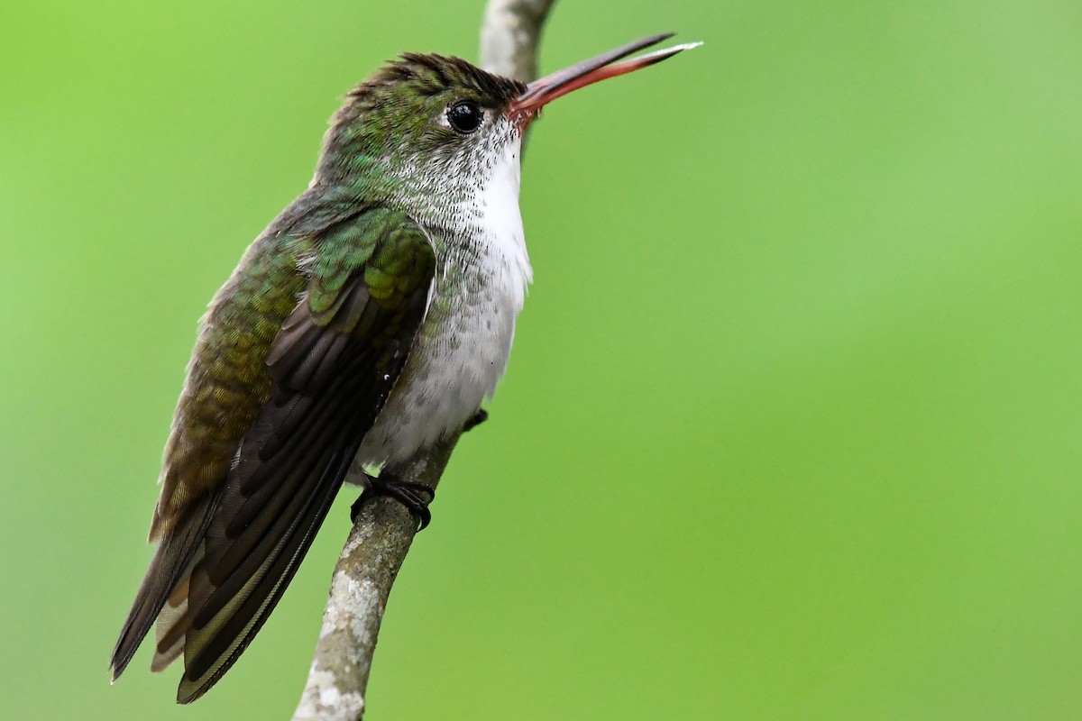 White-bellied Emerald - ML524898241