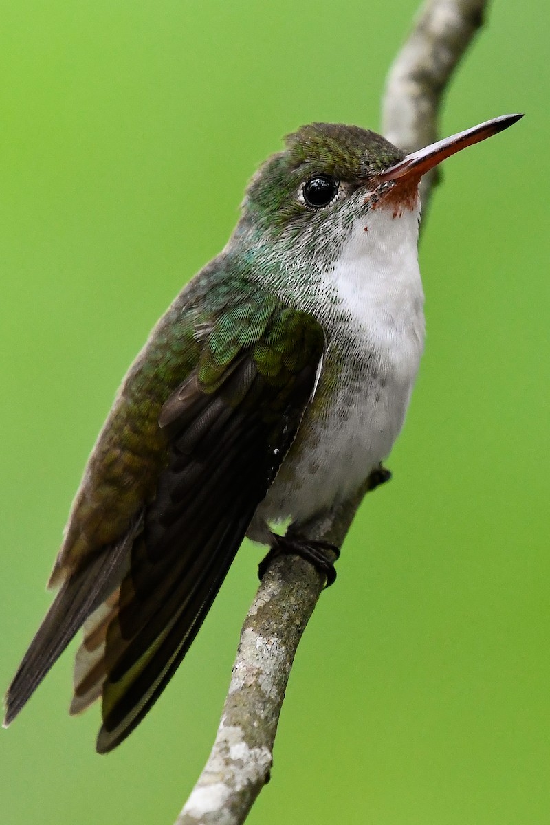 White-bellied Emerald - ML524898251