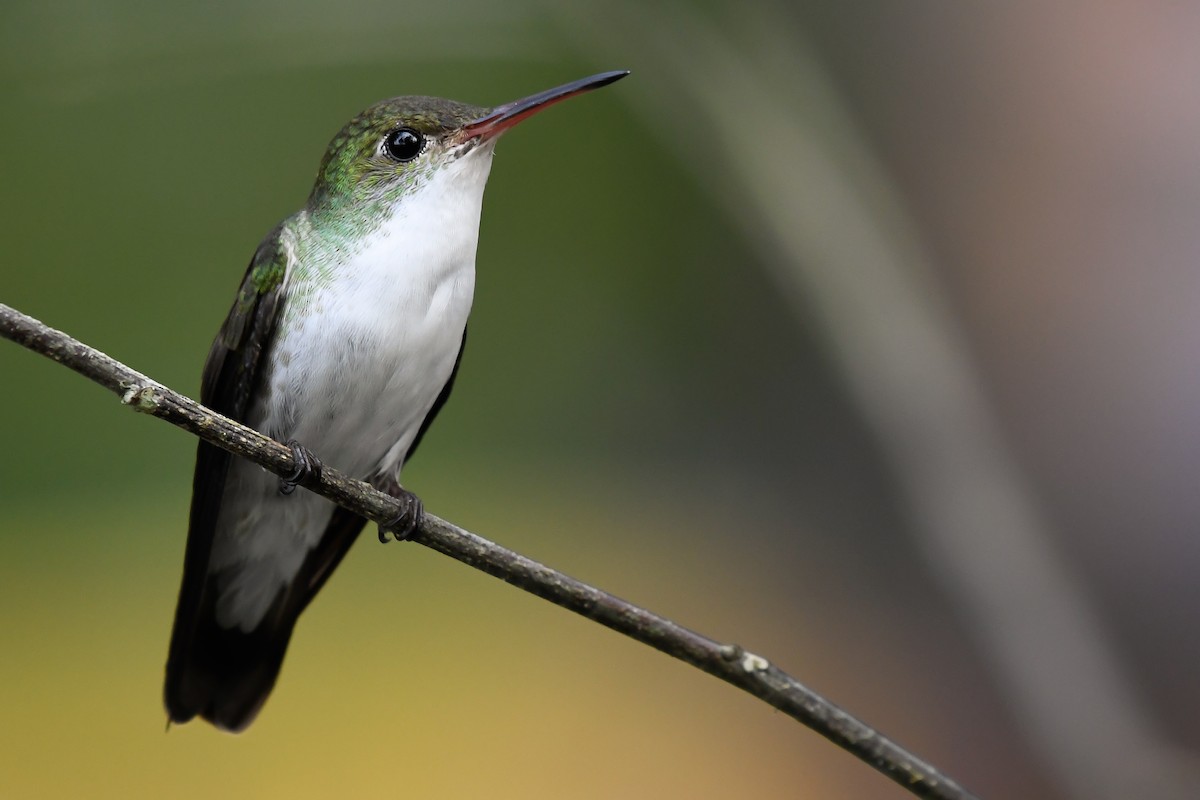 White-bellied Emerald - ML524898261