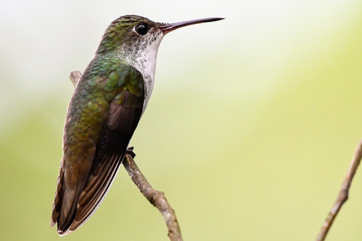 White-bellied Emerald - ML524898281