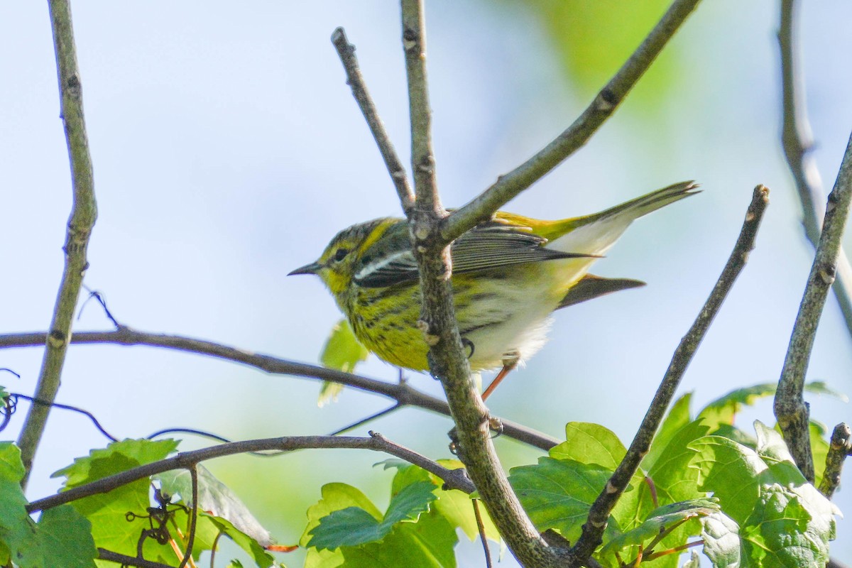 Cape May Warbler - ML524899911