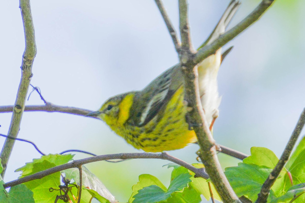 Cape May Warbler - ML524899921