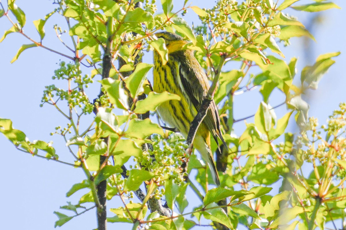 Cape May Warbler - ML524899931